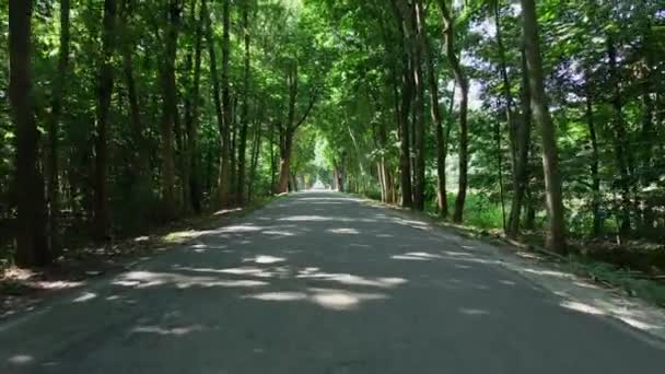 Camera moving on road through forest with sunlight beams, First person view - Footage, Video