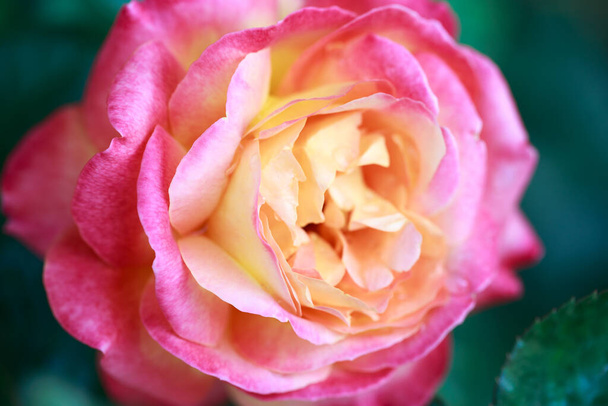 Růžové makro. růžová a žlutá růže květiny detailní up. Vysoce kvalitní přírodní zázemí. - Fotografie, Obrázek