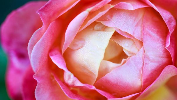 Μακρό τριαντάφυλλο. Ροζ και κίτρινο τριαντάφυλλο λουλούδι closeup. Φυσικό υπόβαθρο υψηλής ποιότητας. - Φωτογραφία, εικόνα