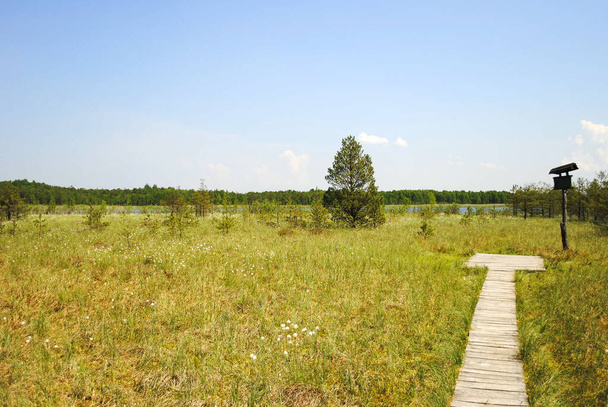 Ξύλινη προβλήτα στους υγρότοπους μια ηλιόλουστη μέρα, Εθνικό Πάρκο Poleski, Πολωνία - Φωτογραφία, εικόνα