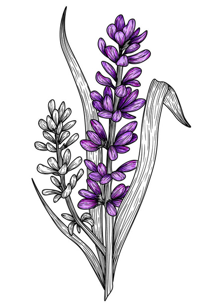  Vector illustration graphic linear branch of lavender flowers and leaves in engraving style - Vector, Image