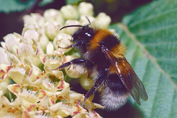bumblebee feeds of the nectar of a flowering plant, Bombus terrestris, Apida - Photo, Image