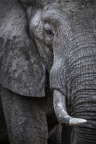 Elephant head - Photo, image