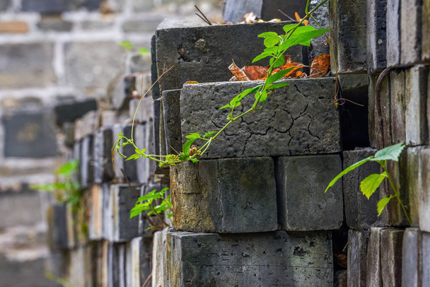 Τοίχοι τούβλων και φυτεμένα φυτά σε ένα αρχαίο κινέζικο χωριό - Φωτογραφία, εικόνα
