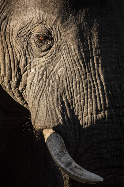elefánt fej - Fotó, kép