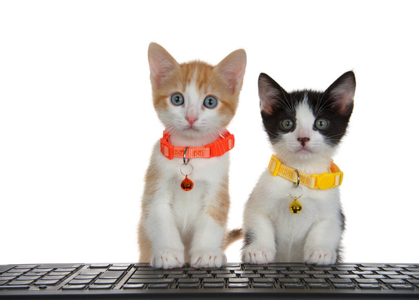 Close up of two kittens wearing bright collars with bells sitting behind a black computer keyboard with front paws on keyboard, looking directly at viewer as if looking at monitor. Isolated. - Фото, изображение