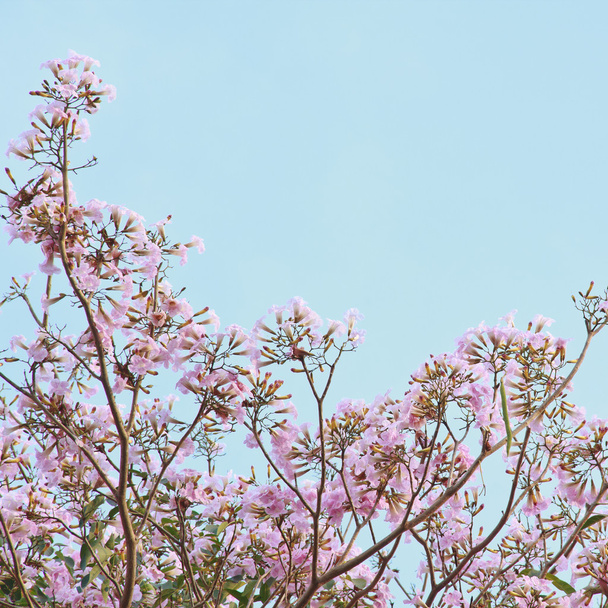 Pink Tabebuia Tree Blooming Against Blue Sky. - Φωτογραφία, εικόνα