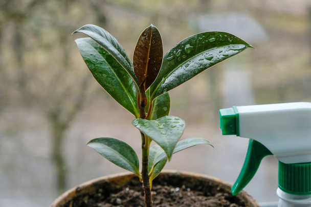 Young ficus is sprayed with foliar fertilizer for houseplants. - Photo, Image