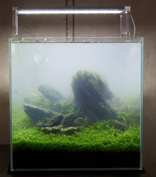 Agua turbia. Pequeño acuario cúbico cubierto con plantas vivas - Foto, imagen