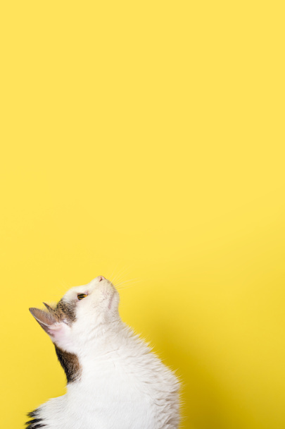 Curious cat looking up isolated on yellow background. Pet poster with copy space. Funny cat portrait. Long vertical banner - Valokuva, kuva