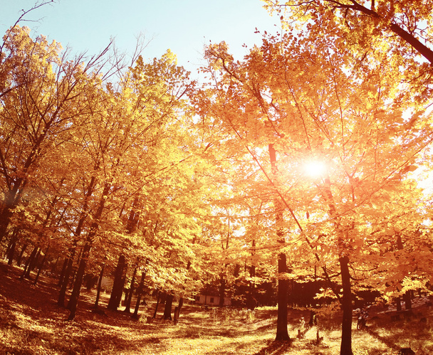 Colorful Autumn Leaves - Zdjęcie, obraz