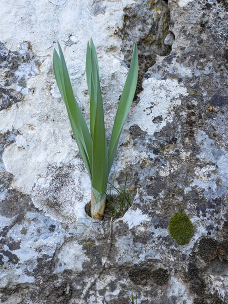 healing plant found in nature with the spring month in the mountains - Photo, Image