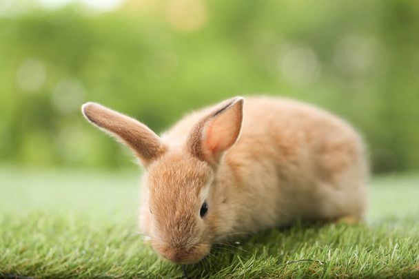 Cute little rabbit on green grass with natural bokeh as background during spring. Young adorable bunny playing in garden. Lovely pet at park in spring. - Foto, afbeelding