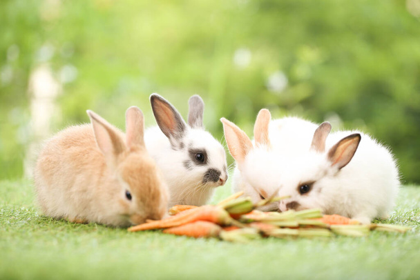 Cute little rabbit on green grass with natural bokeh as background during spring. Young adorable bunny playing in garden. Lovely pet at park in spring. - 写真・画像