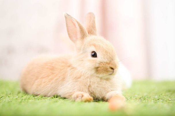 Cute little rabbit on green grass with natural bokeh as background during spring. Young adorable bunny playing in garden. Lovely pet at park in spring. - Fotó, kép