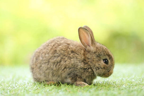 春は緑の芝生の上で天然のボケを背景に可愛いウサギ。庭で遊んでいる若い愛らしいウサギ。春の公園で素敵なペット. - 写真・画像