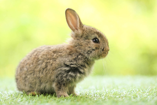 Cute little rabbit on green grass with natural bokeh as background during spring. Young adorable bunny playing in garden. Lovely pet at park in spring. - Fotoğraf, Görsel