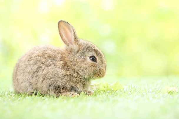 Cute little rabbit on green grass with natural bokeh as background during spring. Young adorable bunny playing in garden. Lovely pet at park in spring. - Photo, Image