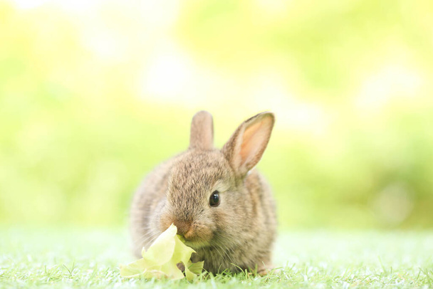 Lindo conejito sobre hierba verde con bokeh natural como fondo durante la primavera. Joven conejito adorable jugando en el jardín. Hermosa mascota en el parque en primavera. - Foto, imagen