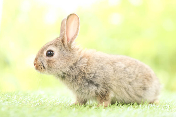 Cute little rabbit on green grass with natural bokeh as background during spring. Young adorable bunny playing in garden. Lovely pet at park in spring. - Foto, immagini