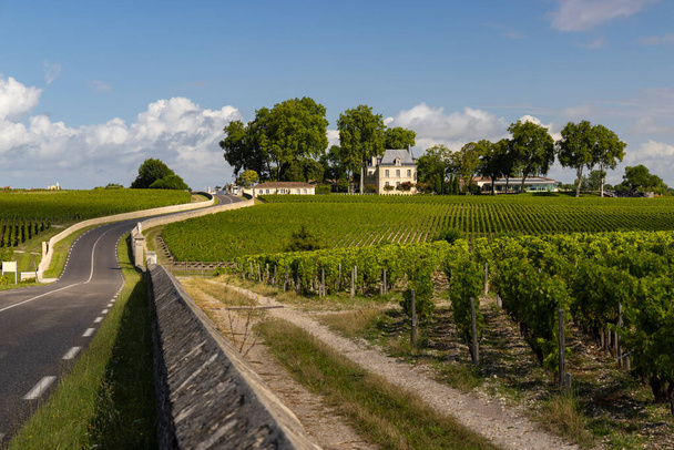 Typical vineyards near Chateau Pichon Longueville Comtesse de Lalande, Bordeaux, Aquitaine, France - Photo, Image
