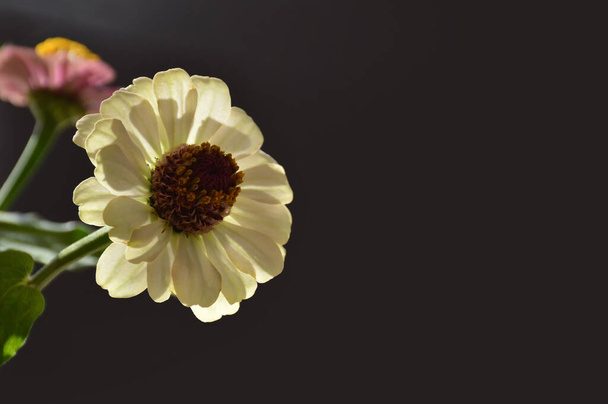 Цветок Дня Матери. Белый цветок Zinnia на сером фоне с копировальным пространством - Фото, изображение