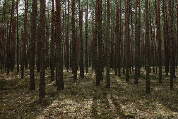 metsä aamulla valo keväällä ukrainalainen - Valokuva, kuva