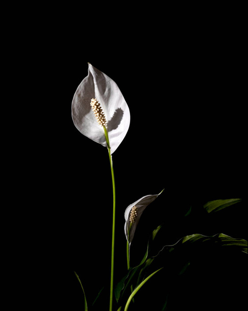 Flor blanca hermosa iluminada selectivamente sobre un fondo negro. Spathiphyllum wallisii, conocido como spatha o lirios de la paz. Tarjeta de felicitación creativa. - Foto, imagen