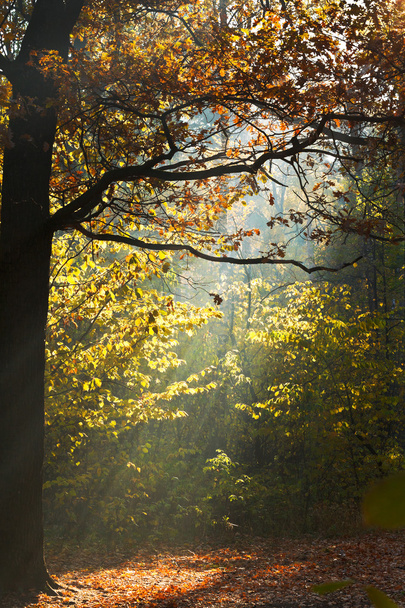 sun light lit glade in autumn forest - Фото, изображение