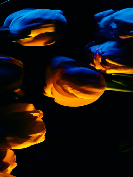 Siyah arkaplanda sarı ve mavi laleler - Fotoğraf, Görsel