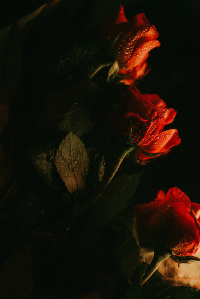 rosa roja con gotas de rocío - Foto, Imagen