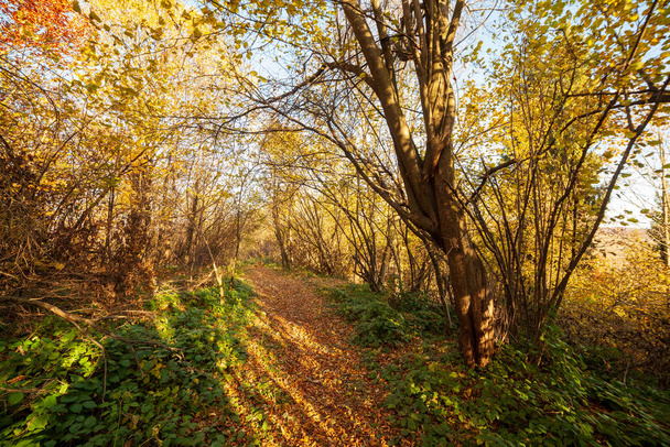 Autumn woodland path with beautiful colours. Carpathian mountains range. Ukraine. - Photo, Image