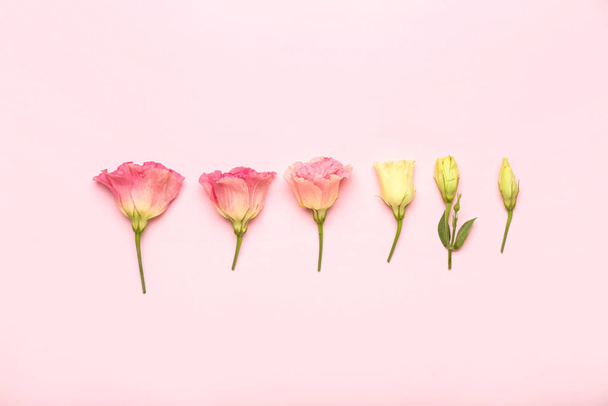 Красивые цветы эустомы на разных стадиях роста на цветном фоне - Фото, изображение
