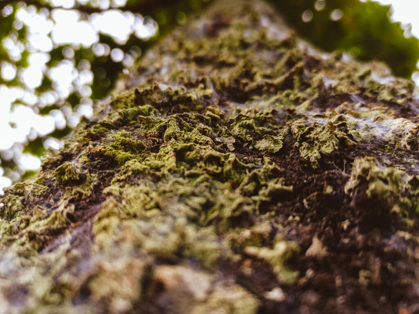 Parte inferior de uma árvore vista de perto, com detalhes de sua casca e musgo, com as luzes filtradas por suas folhas fora de foco - Foto, Imagem