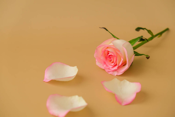 Herkkä vaaleanpunainen ruusu beige taustalla. Minimaalinen trendikäs koostumus. Abstrakti taideidea. Romanttinen pastelli vaaleanpunainen ruusu kukka. Moderni estetiikka. Neutraalit maametallivärit - Valokuva, kuva