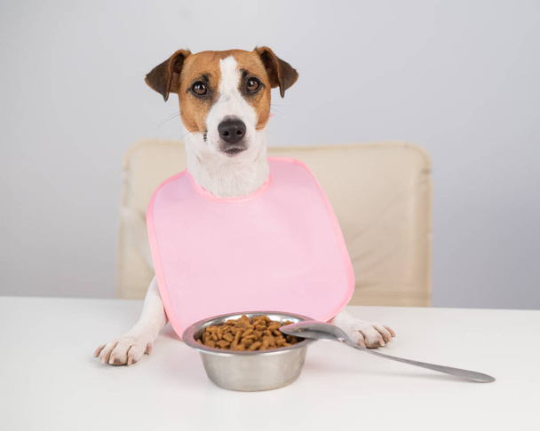Dog jack russell terrier at the dinner table in a pink bib.  - Foto, Bild