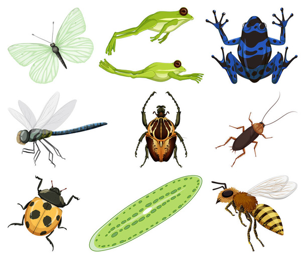 Různé druhy hmyzu a zvířat na bílém pozadí ilustrace - Vektor, obrázek