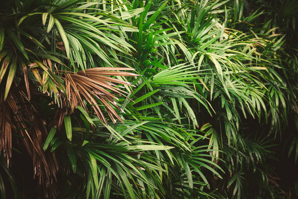 Leaves in the forest Beautiful nature background of vertical garden with tropical green leaf - Photo, image