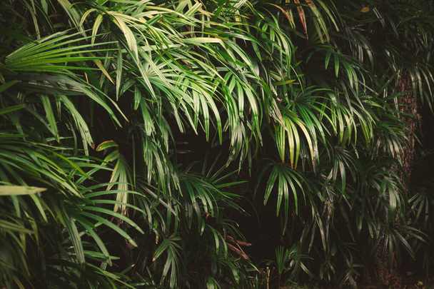 Blätter im Wald Schöne Natur Hintergrund der vertikalen Garten mit tropischen grünen Blatt - Foto, Bild