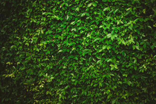 Folhas na floresta Bela natureza fundo de jardim vertical com folha verde tropical - Foto, Imagem