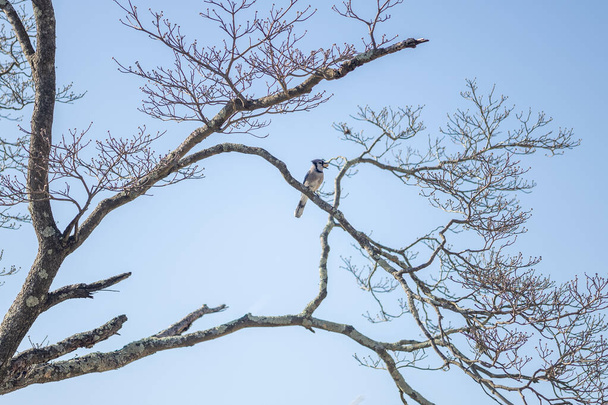 bird sitting on the tree branch - Foto, imagen