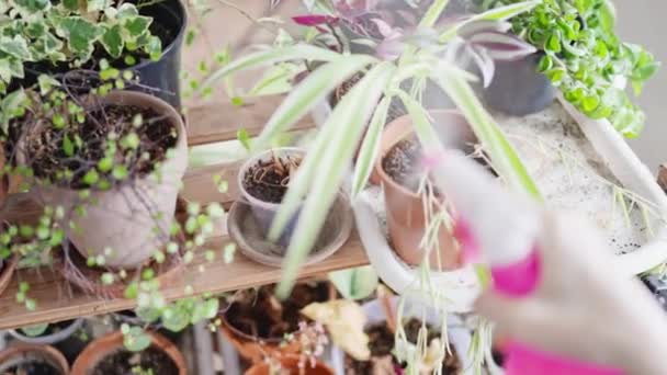 Señora rociado plantas en el interior - Metraje, vídeo