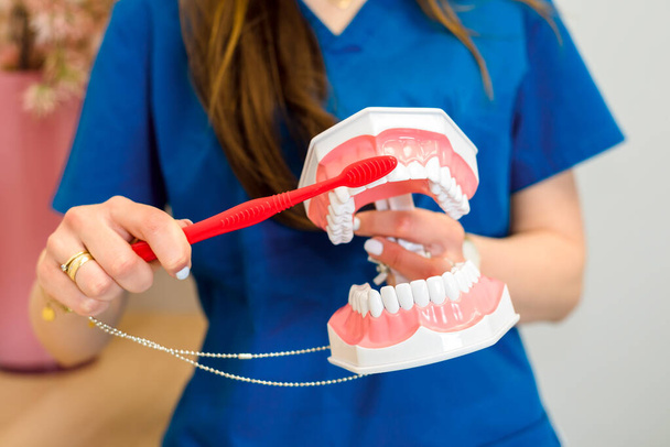 Dentystka pokazuje na manekinach szczoteczki, jak prawidłowo myć zęby. Sztuczna szczęka w rękach dentysty. Zbliżenie - Zdjęcie, obraz