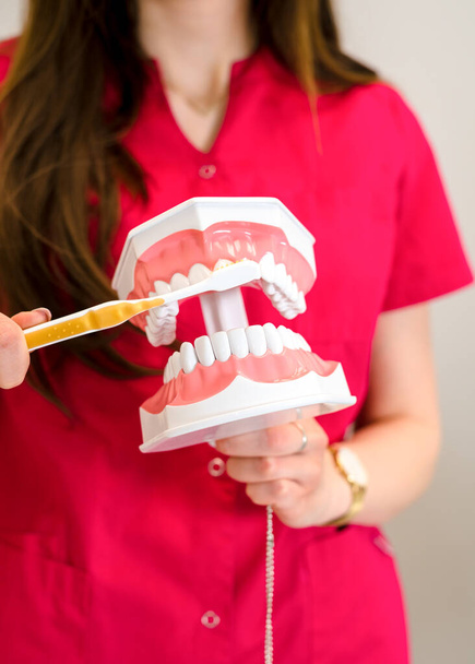 A lány fogorvos mutatja a próbabábu az állkapocs, hogyan kell megfelelően mosni a fogat egy ecsettel. Mesterséges állkapocs egy fogorvos kezében. Közelkép - Fotó, kép