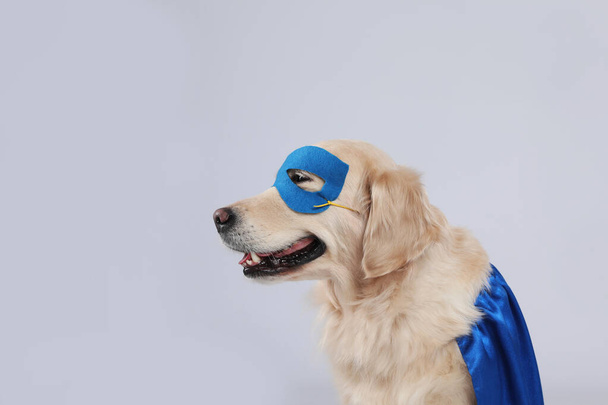 Adorable dog in blue superhero cape and mask on light grey background - Fotografie, Obrázek