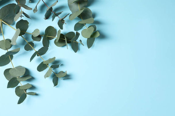 Açık mavi arka planda taze yaprakları olan okaliptüs dalları, düz bir zemin. Metin için boşluk - Fotoğraf, Görsel