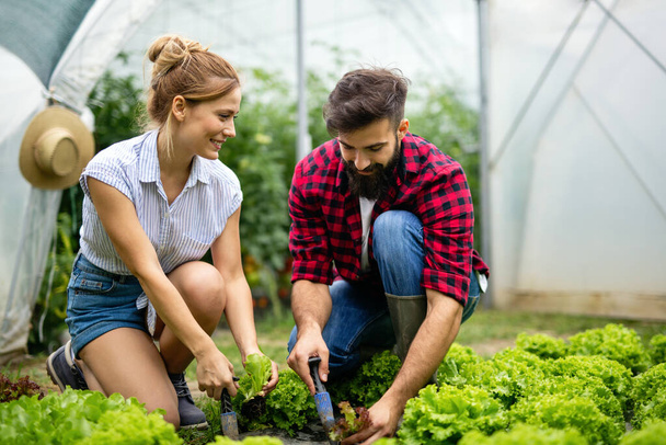 Счастливая молодая улыбающаяся пара, работающая в оранжерее, выращивающая органические продукты. Концепция био-питания - Фото, изображение