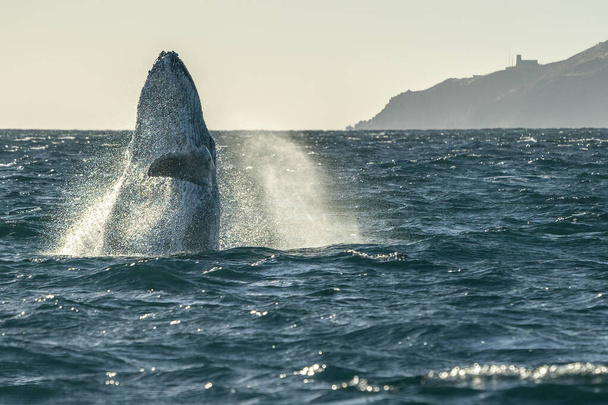 breaching humpack whale in cabo san lucas mexico - Photo, Image