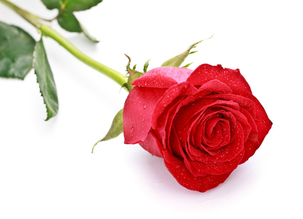 Red Rose - Fotó, kép