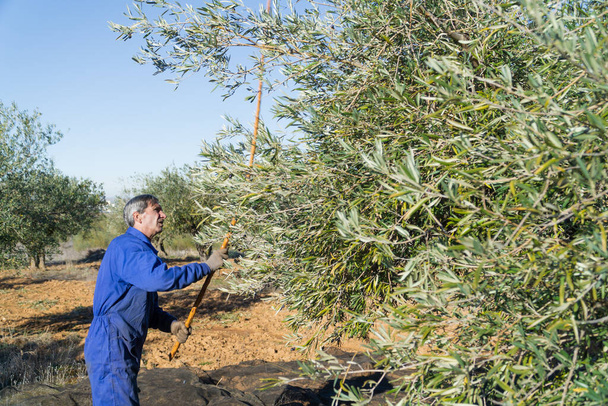 Hombre trabajando en un olivar de una manera tradicional con un palo cosechando aceitunas con mucho espacio de copia - concepto de trabajo tradicional y agricultura. - Foto, Imagen